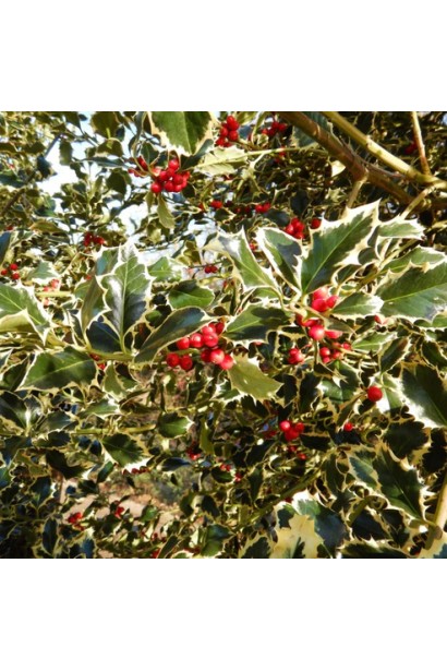 Вічнозелений падуб Argentea Marginata